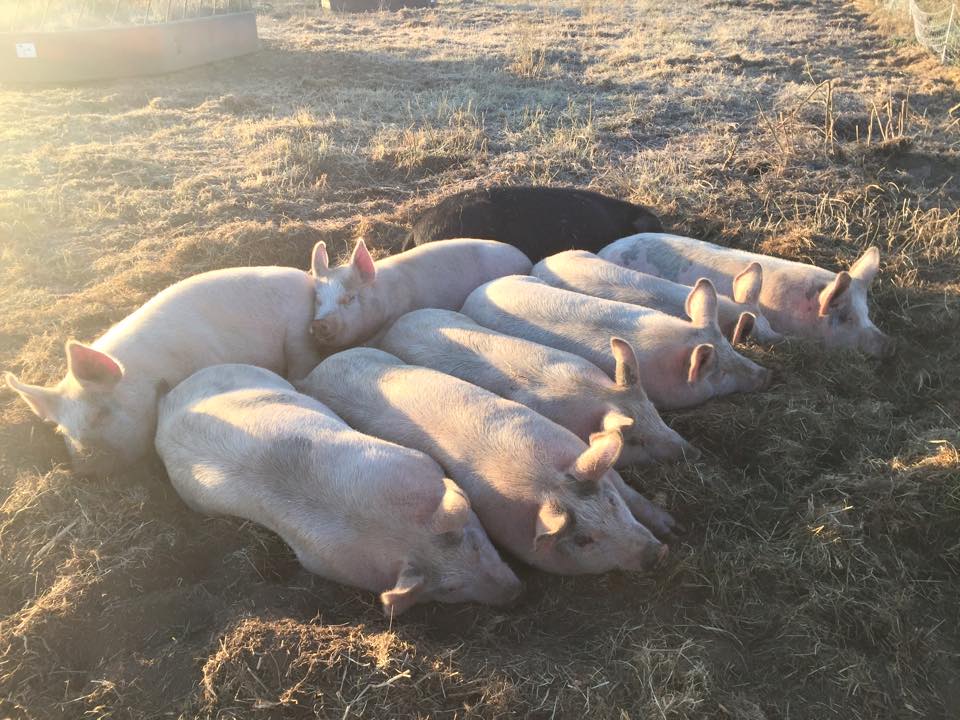 lazy pigs